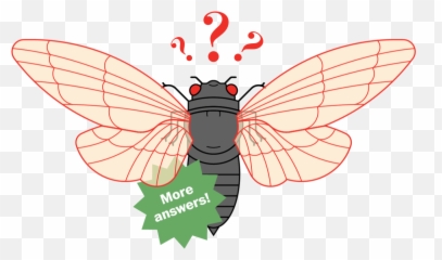 What Is Brood X When Do Cicadas Come Out In 2021 Answering Emoji,Eating Lobster Emoticon Animated Gif