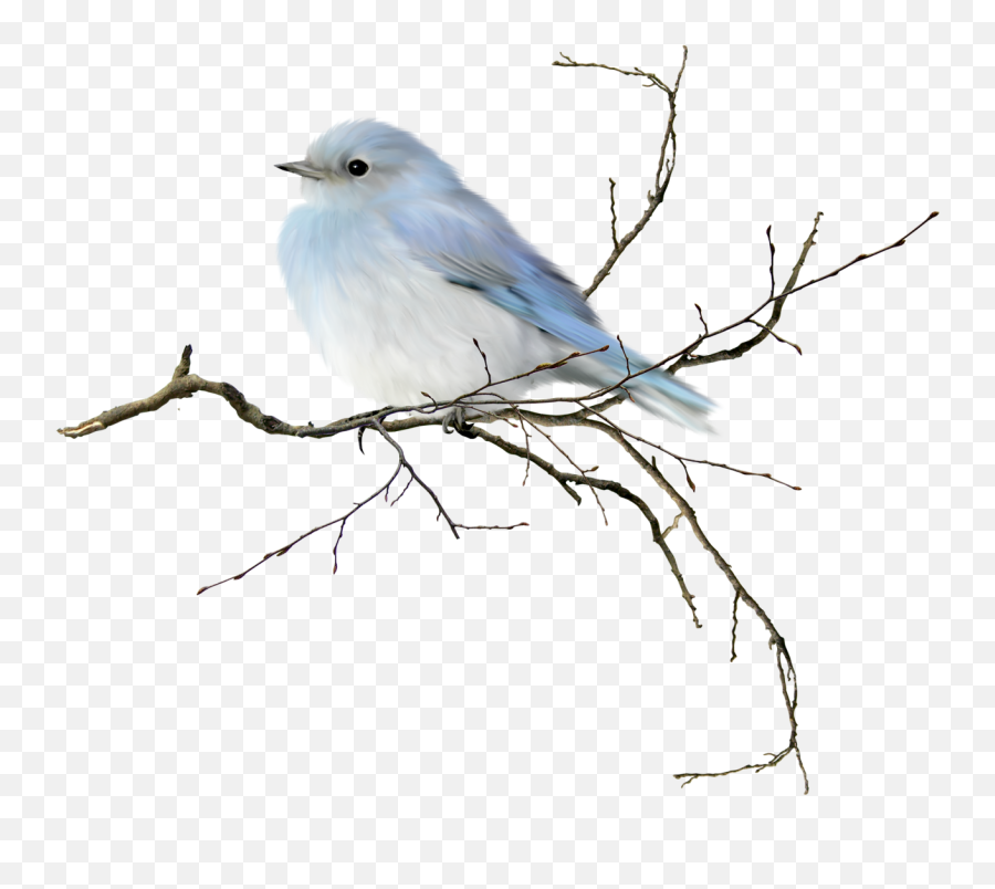 170 Bird Clipart Ideas In 2021 Bird Clipart Bird Clip Art Emoji,Birdcage Emoticon