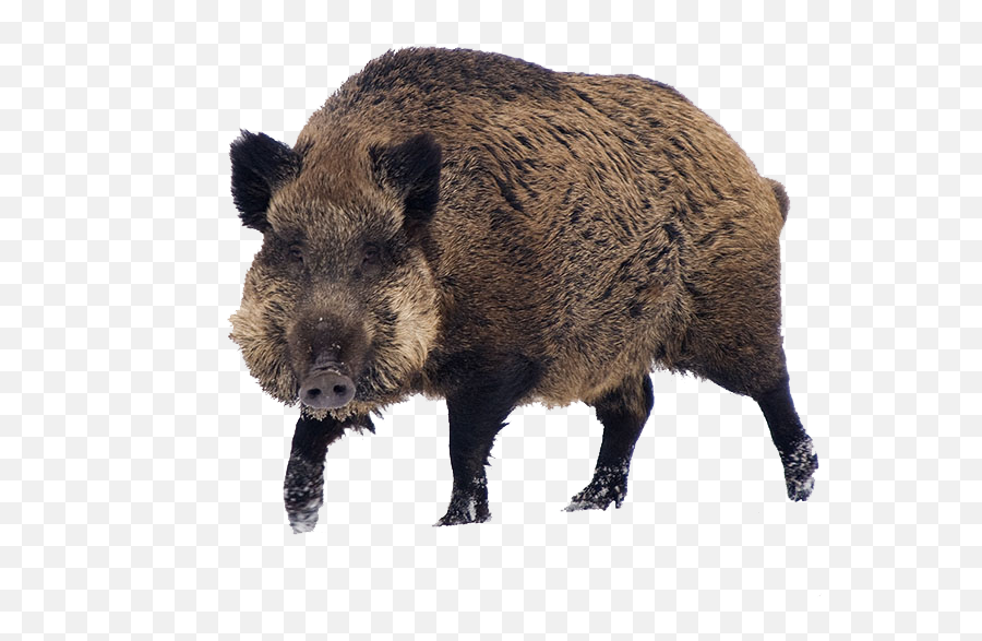 Boar Png Transparent Images Pictures Photos Png Arts Emoji,Boar Emoji