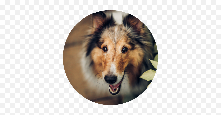 Decokennel - Gift For Dog Groomer Emoji,Pet Emotions Chart