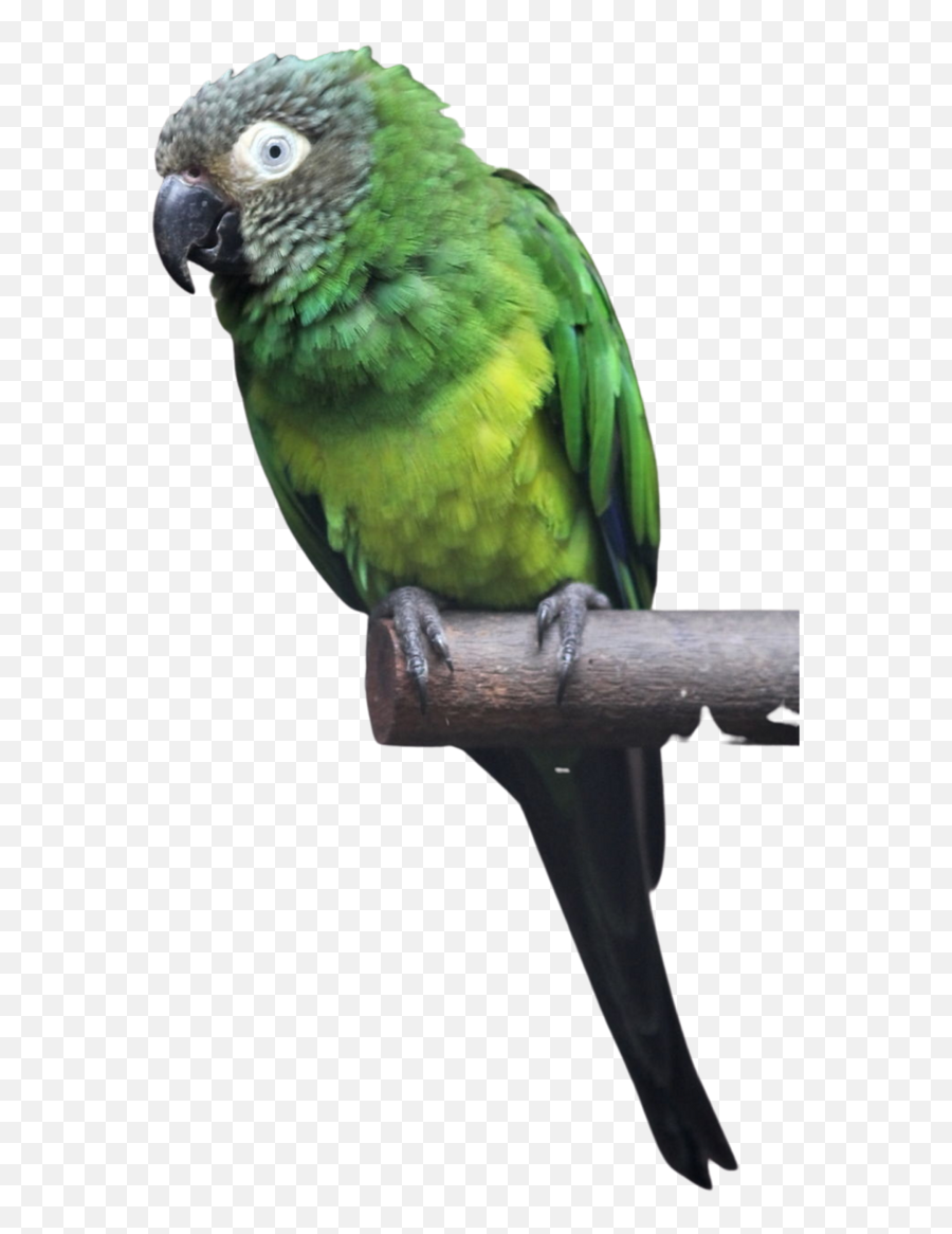 Home - Parakeet Emoji,Blue Crown Conure Emotion