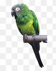Home - Parakeet Emoji,Blue Crown Conure Emotion