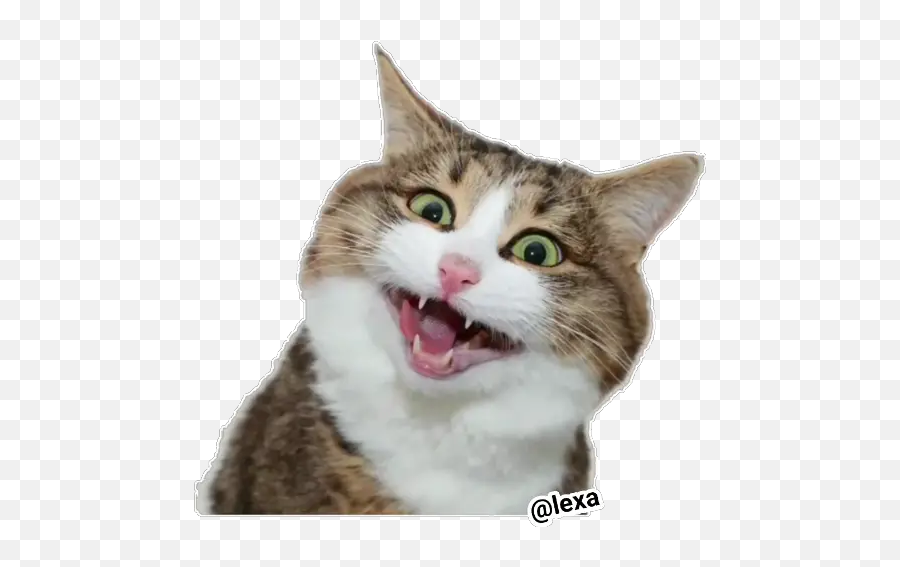 Sticker Maker - Domestic Cat Emoji,Cats Emotion Pictures