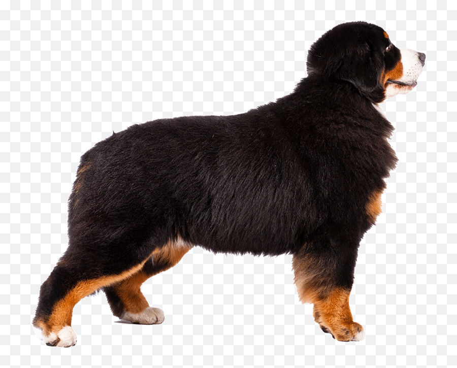 Bernese Mountain Dog Alaskan Malamute - Bernese Mountain Dog Free Png Emoji,Old English Sheep Dog Emoji