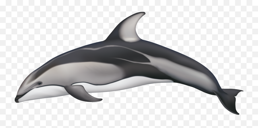 Recent Bay Area Cetacean Strandings - Pacific White Sided Dolphin Emoji,Rare Dolphin Emoticon