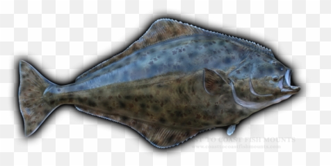 Halibut Fish Mounts U0026 Replicas By Coast - Tocoast Fish Mounts Halibut Emoji,Fish Emotions
