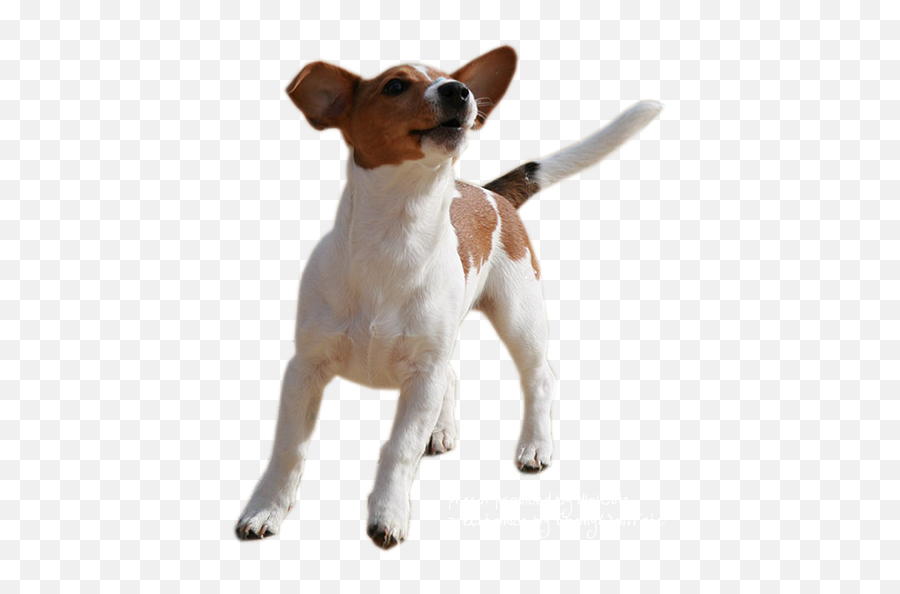 Jack Russell Terrier Png High - Quality Image Png Arts Jack Russel Png Transparent Emoji,Terrier Dog Emoji Png