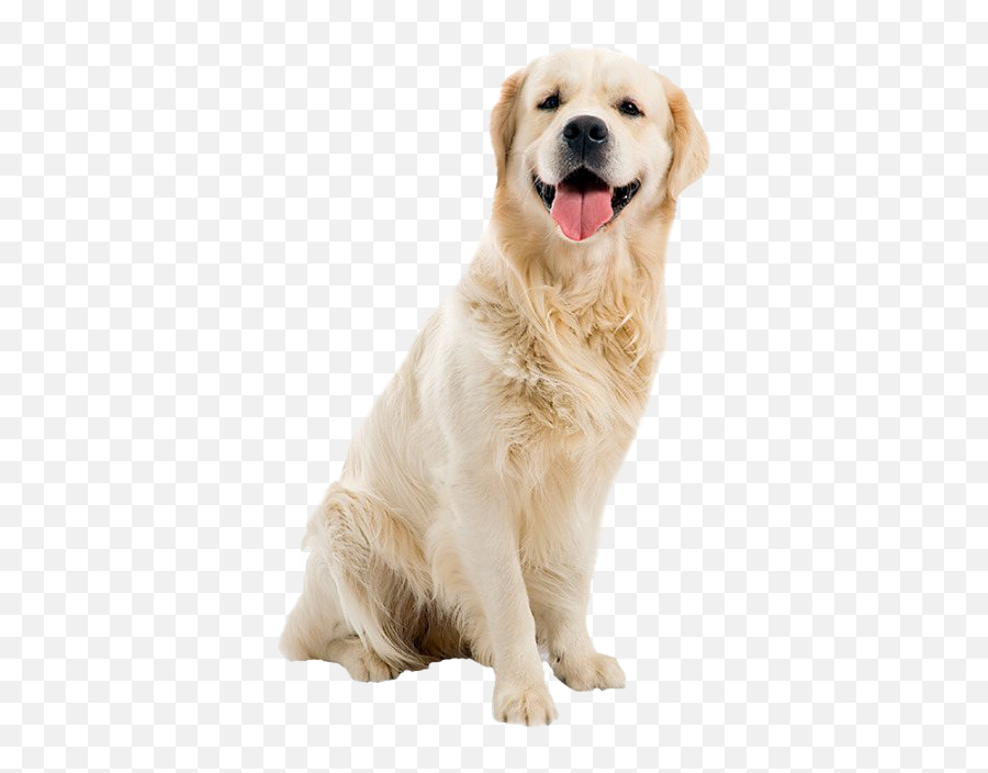 Golden Retriever Png Transparent Images Png All - Golden Retriver Dog Pictures Transparent Cartoon Emoji,Send Your Friends Cute Cream Labrador Retriver Emojis