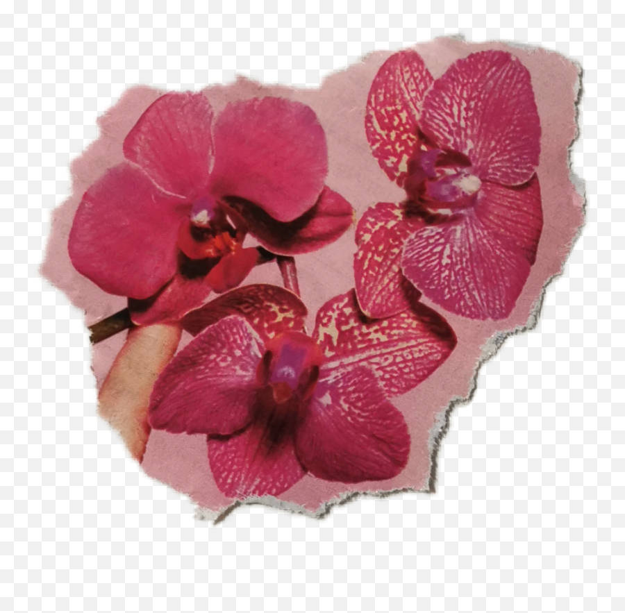 Flower Orchid Sticker - Moth Orchid Emoji,Orchid Emoji