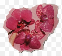 Flower Orchid Sticker - Moth Orchid Emoji,Orchid Emoji