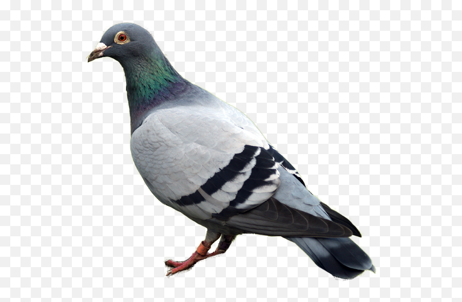 Pigeon Png Image Png Arts Emoji,Pigeon Emoji