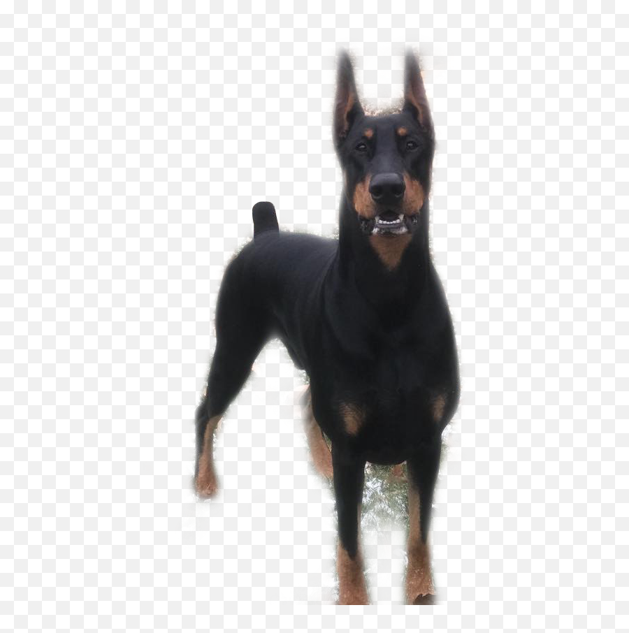 Doberman Dobermanpinscher Dobie Dobe - Vulnerable Native Breeds Emoji,Doberman Emoji