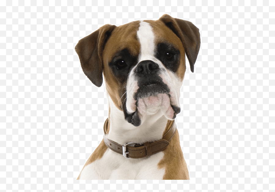 American Pit Bull Terrier Puppies For Sale - Adoptapetcom Emoji,Puppy Dog Eyes Emoji Meme
