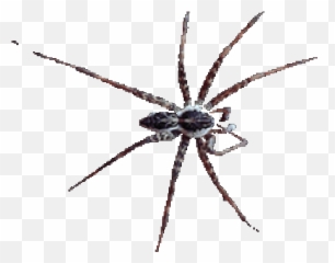 Spider Clipart Animation - Araignée Png Download Full Spider Picsart Pngs Download Emoji,Spider Emoji