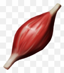 Proposal For Body - Fresh Emoji,Kidney Emoji