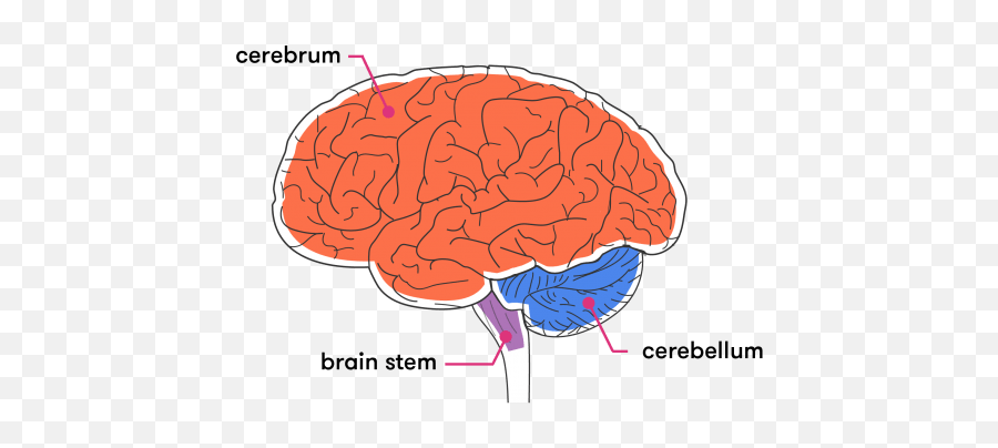 Getting Our Head Around The Brain - Brain Cerebrum Cerebellum And Brain Stem Emoji,Part Of Brain For Emotion