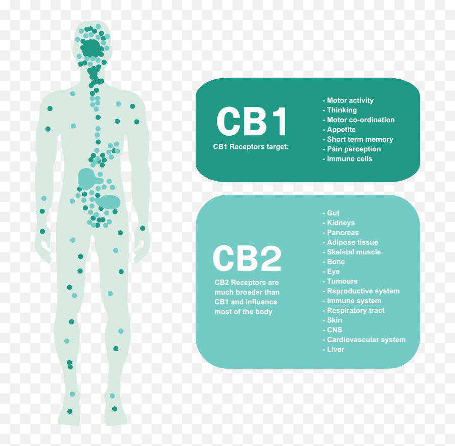 The Endocannabinoid System U201cthere Are Chemicals In Our - Endocannabinoid Receptors Emoji,Emotions Spleen Pancreas