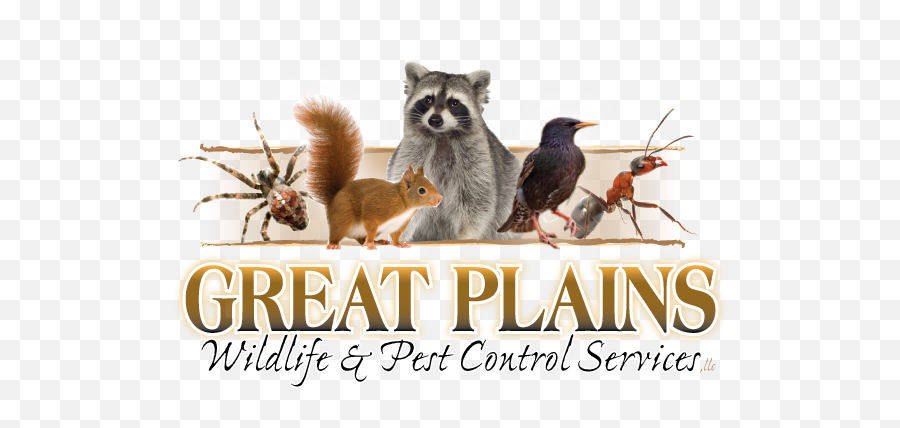 Groundhog Control Services Great Plains Wildlife U0026 Pest - Animal Figure Emoji,Ground Hog Woodchuck Emojis