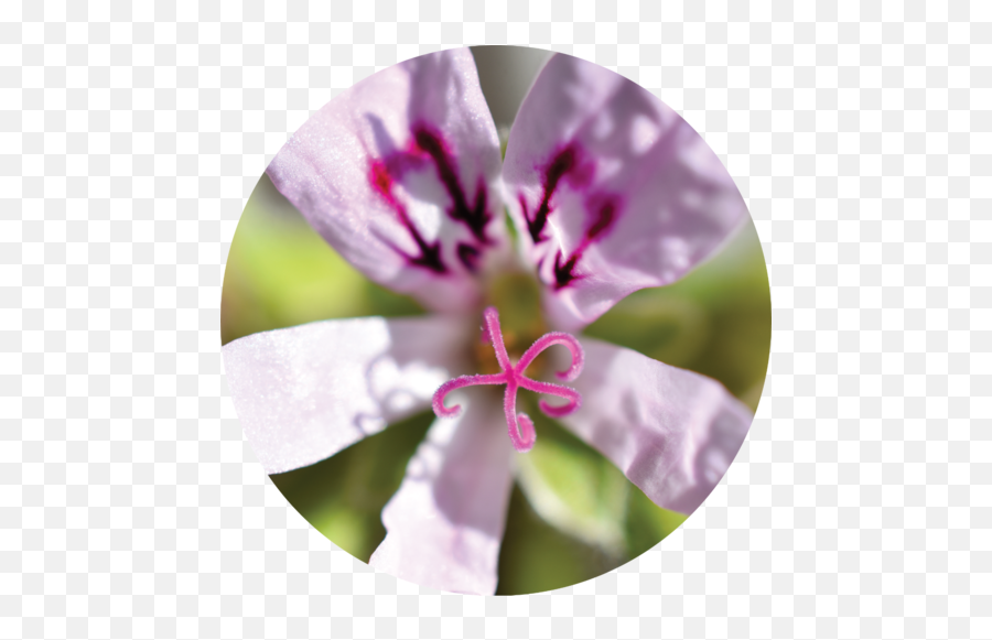 Yarrow Essential Oil U2013 Living Libations - Lily Emoji,Emotion Code For Geranium