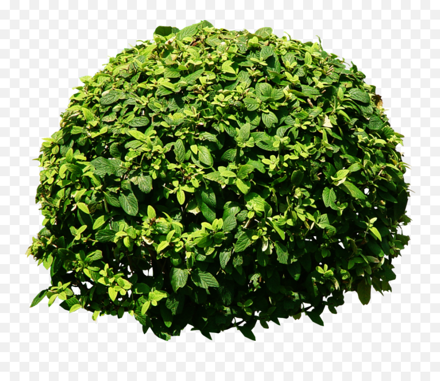 Bush Download Transparent Png Image Png Arts Emoji,Bush Emoticon Saying Do It In Fortnite