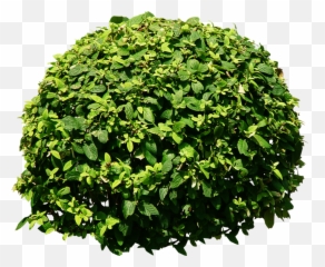 Bush Download Transparent Png Image Png Arts Emoji,Bush Emoticon Saying Do It In Fortnite