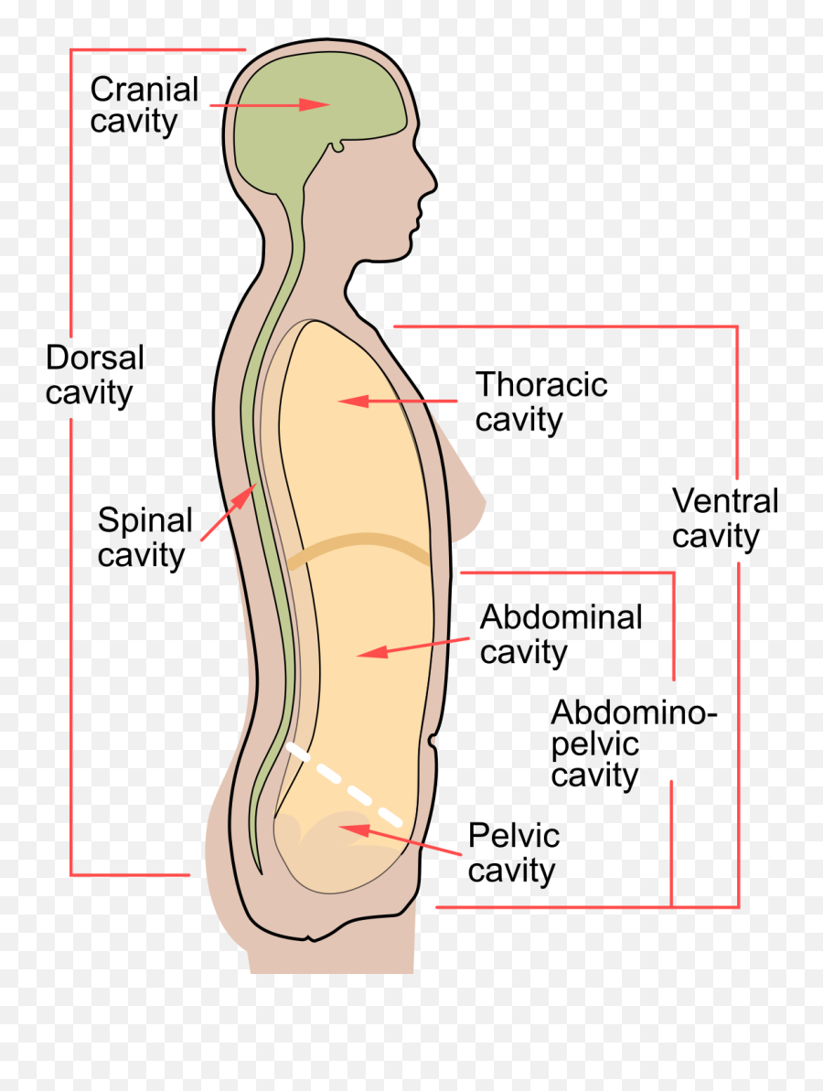 Abdominal Cavity - Wikipedia Emoji,Visceral &/or Emotions