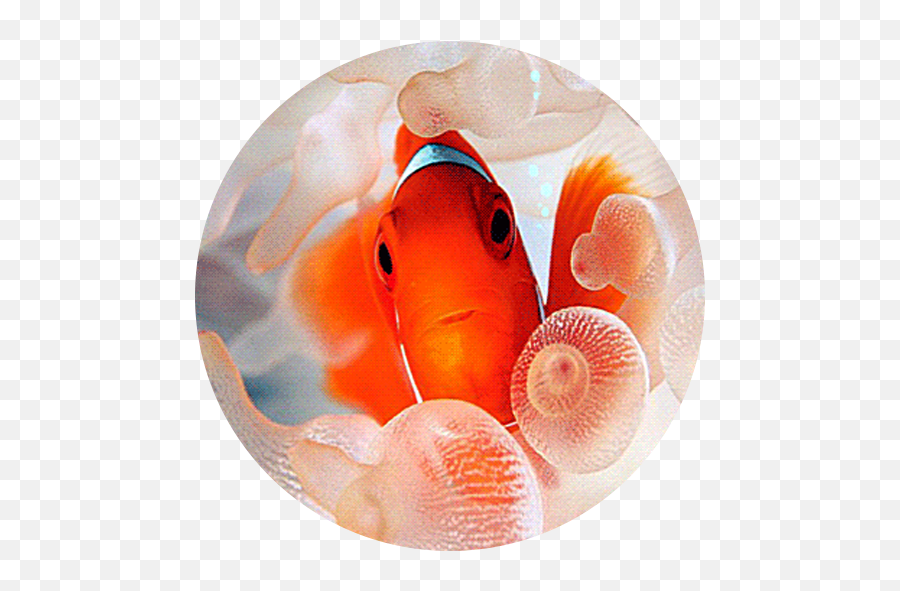 Clownfish Live Wallpaper On Google Play Reviews Stats - Goldfish Emoji,Emoji Moving Wallpaper