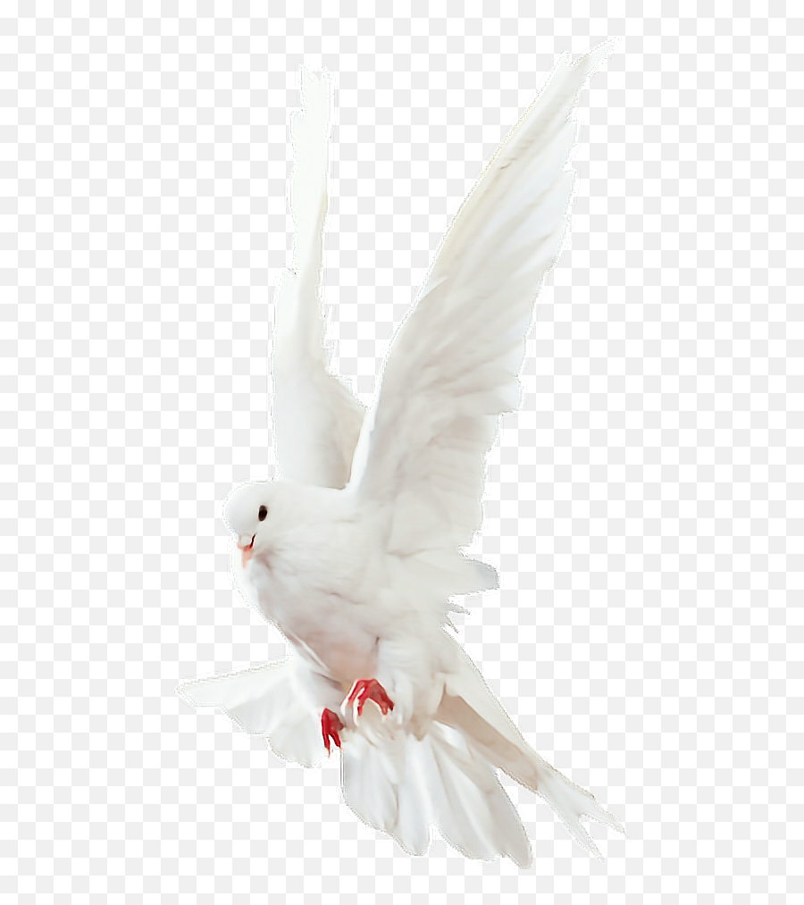 Dove Whitedove Bird Fly Sticker - White Kabutar Png Hd Emoji,Dove Emoji App