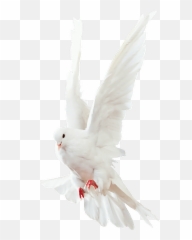 Dove Whitedove Bird Fly Sticker - White Kabutar Png Hd Emoji,Dove Emoji App