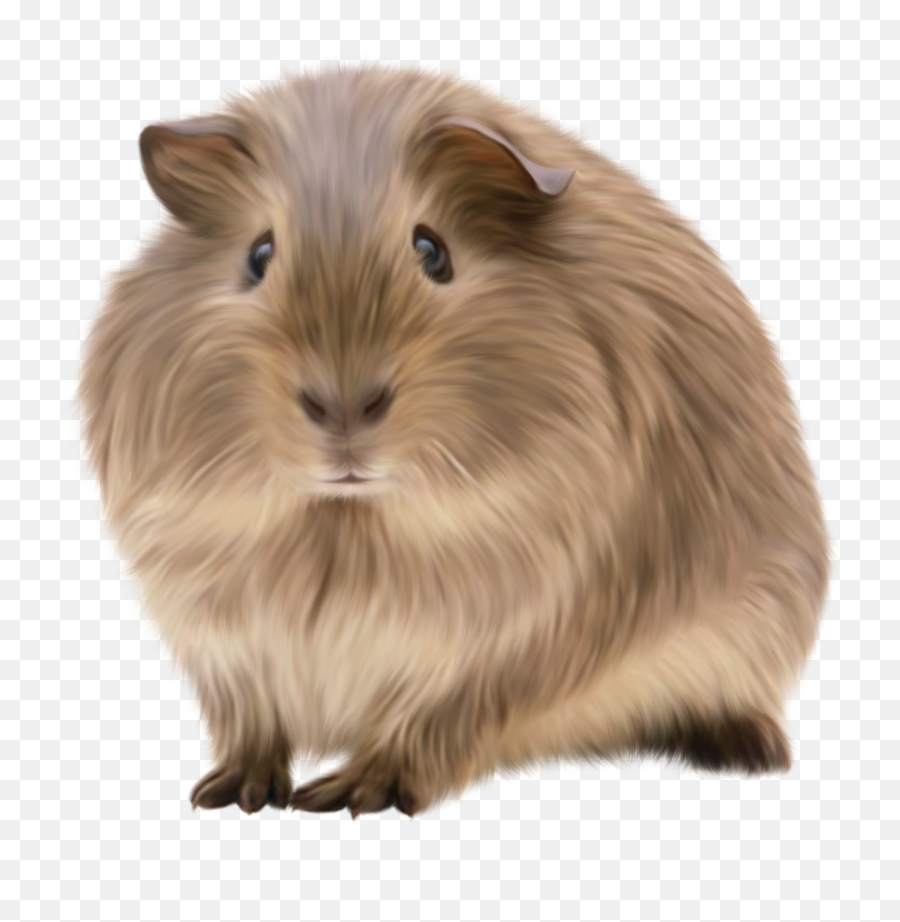 Trending - Guinea Pig Free Png Emoji,Guinea Pig Emoji