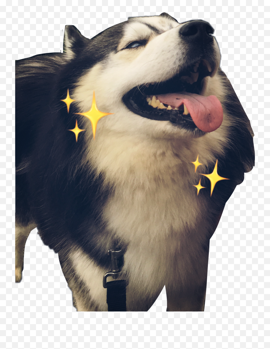 Sticker By Bunny - Northern Breed Group Emoji,Siberian Husky Emoji