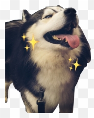 Sticker By Bunny - Northern Breed Group Emoji,Siberian Husky Emoji