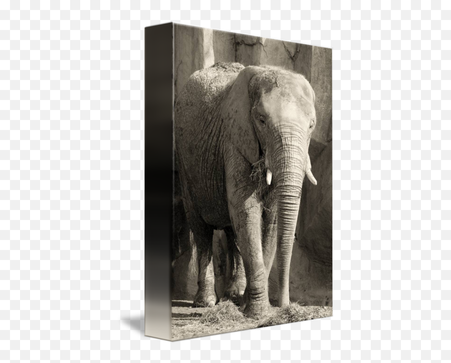 Elephant - Indian Elephant Emoji,Elepahnt Model Emotion