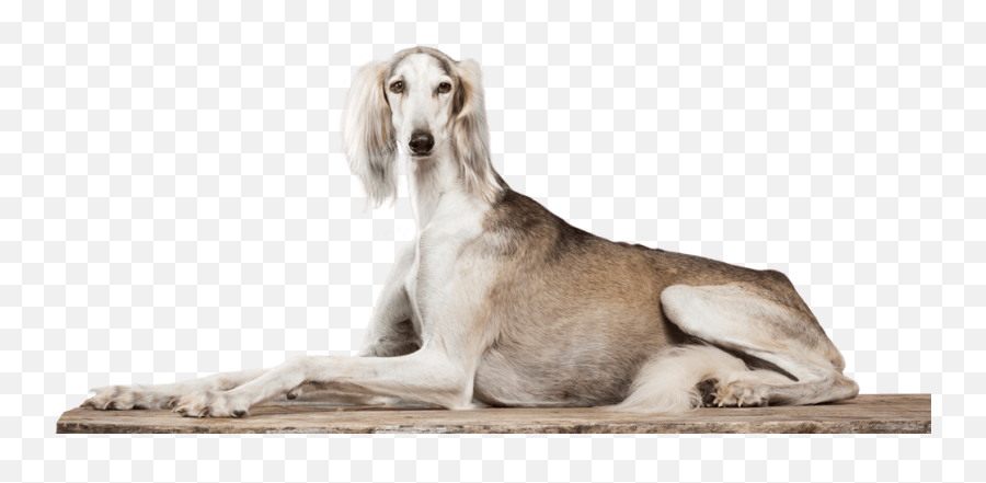 Home Page - Hope Animal Foundation Saluki Emoji,Neutered Dog Emoticons