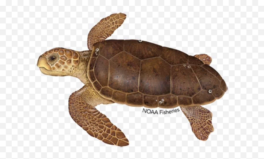 Green Turtle - Sea Turtle Noaa Emoji,Fb Turtle Emoticon