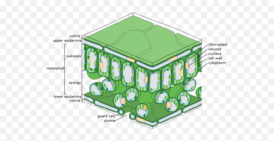 Leaves Of An Indoor Plant Feel Cool - Leaf Structure Chloroplast Emoji,Green And Plants Indoor Effect On Human Emotion