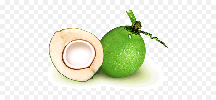 Foro - Green Coconut Animated Gif Emoji,Emoticon Abrigate Bien Gif
