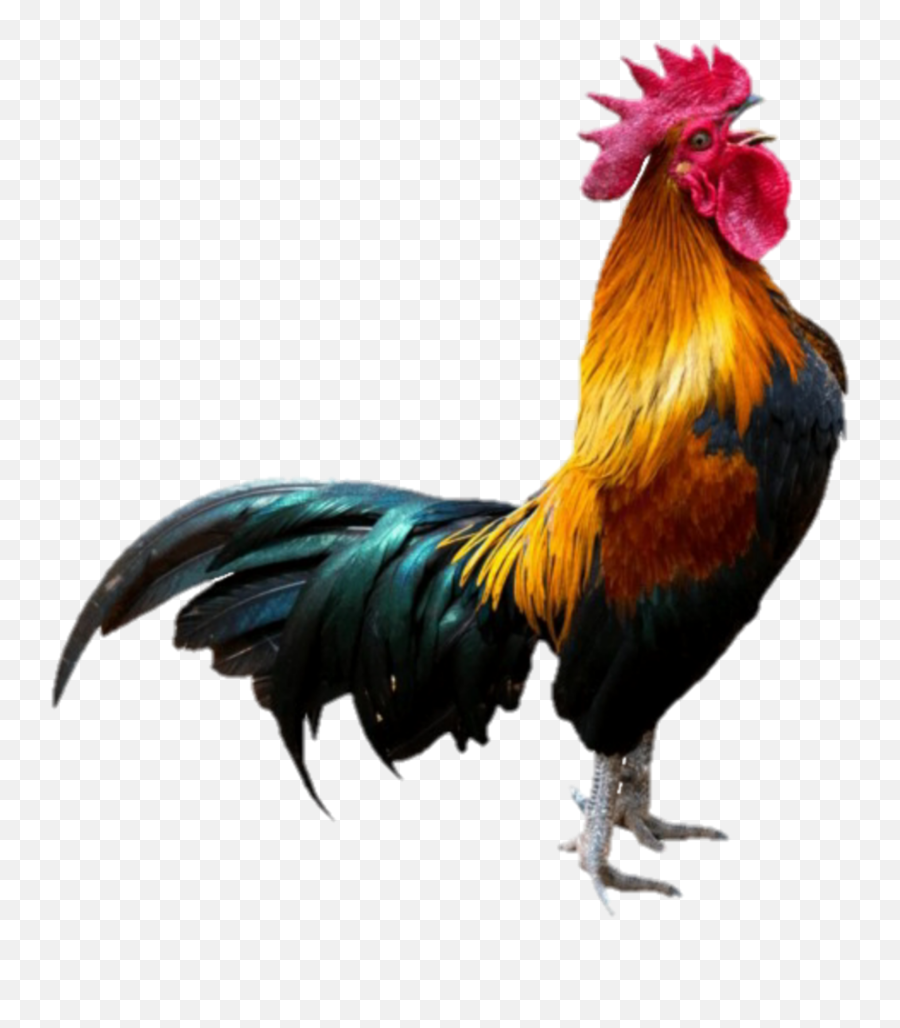 Popular And Trending Chicken Stickers On Picsart Emoji,Fire Chiken Emoji