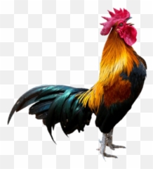 Popular And Trending Chicken Stickers On Picsart Emoji,Fire Chiken Emoji