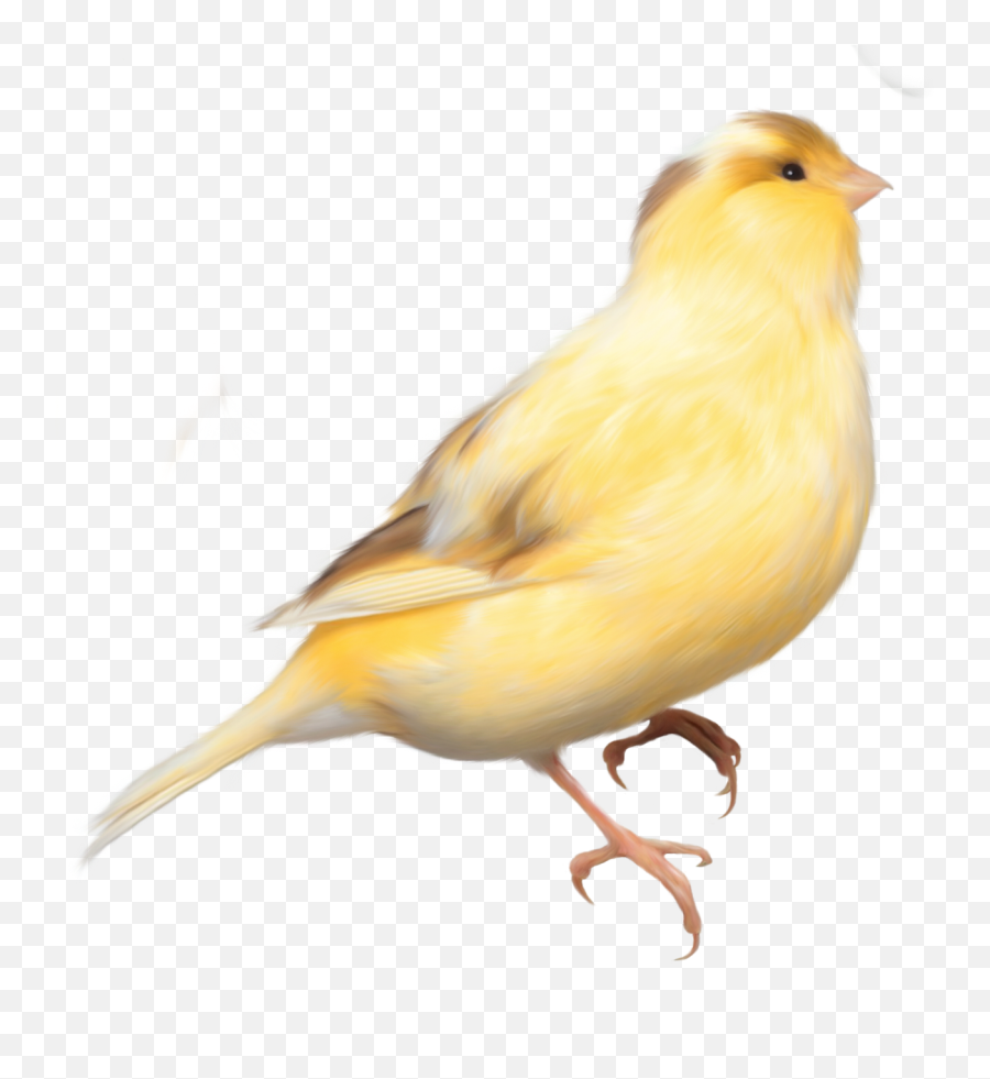 Domestic Canary Bird Parrot Finch - Canary With No Background Emoji,Finch Emoji