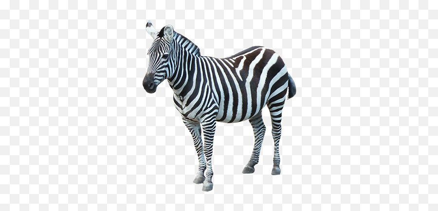 Zebra High Quality Png - 20318 Transparentpng Zebra Transparent Png Emoji,Zebra Emoji