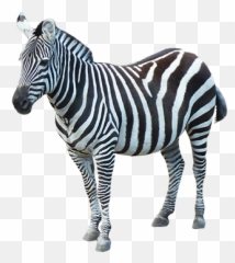 Zebra High Quality Png - 20318 Transparentpng Zebra Transparent Png Emoji,Zebra Emoji
