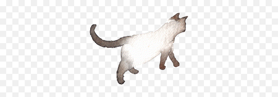 Top Shit Cats Do Stickers For Android U0026 Ios Gfycat - Transparent Cat Drawing Gif Emoji,Guess The Emoji Boy Cat