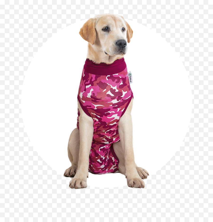 Recovery Suit Dog - Suitical Golden Retriever In Surgical Suit Emoji,Neutered Dog Emoticons