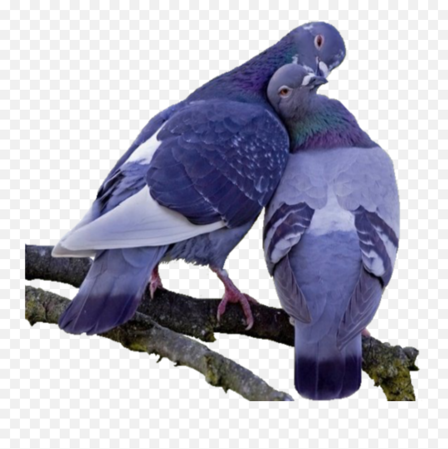 Mq Purple Bird Birds Sticker - Beautiful Love Birds Emoji,Purple Bird Emoji