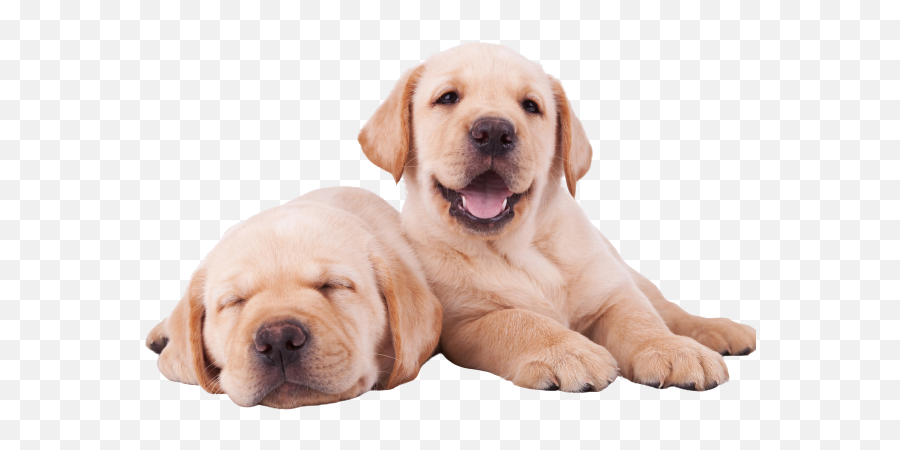 What You Need For A Labrador Retriever - Calming Puppy Emoji,Happy Birthday Emoticons With Labrador Retriever