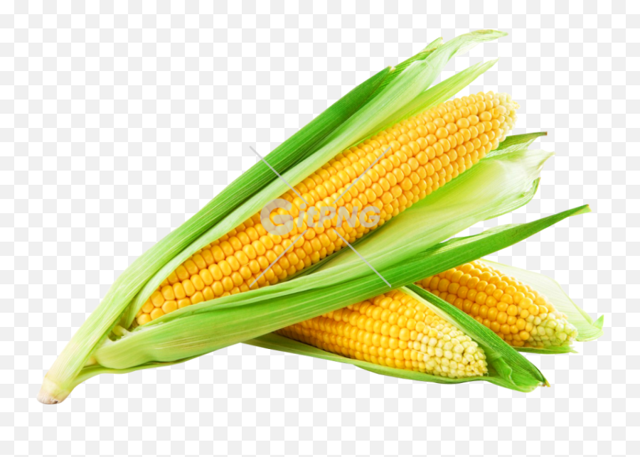 Tags - Cake Gitpng Free Stock Photos Corn Seeds Emoji,Corn Cob Emoji Shirt