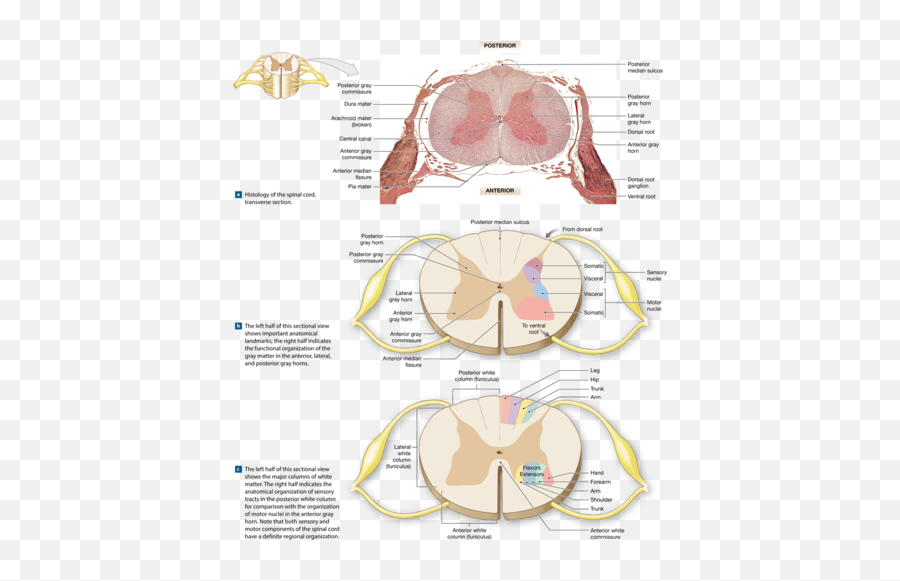 Brain Anatomy Cranial Nerves - Anatomical Landmarks Of The Spinal Cord Emoji,The Emotion Sensore Of The Brain