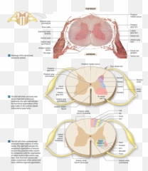 Brain Anatomy Cranial Nerves - Anatomical Landmarks Of The Spinal Cord Emoji,The Emotion Sensore Of The Brain