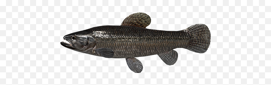 Welcome To The River Marron Bolivia - General Discussion Fishing Planet Predator Carp Fish Emoji,Fishing Emoticons Free